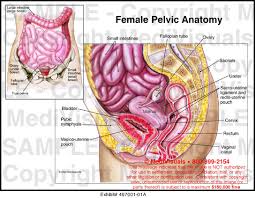 Pelvic diaphragm, inferior view (gilroy et al.) atlas of anatomy 2nd ed., fig. Female Pelvic Anatomy Medical Illustration Medivisuals