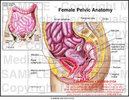 The depiction of different compartments of pelvic floor © shobeiri 2013. Female Pelvic Anatomy Medical Illustration Medivisuals