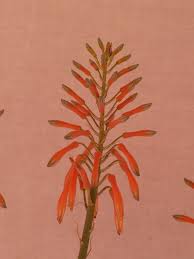 Image result for Aloe komatiensis