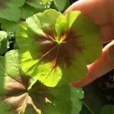 Their flowers tend to shatter when blooming is finished, which means not as much deadheading for you. What S Your Favourite Geranium Pelargonium