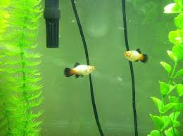 Molies,Platy,Swordtail, Male And Female Difference - Youtube