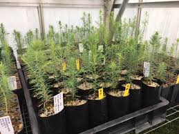 Image result for Widdringtonia whytei