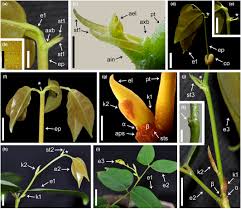 Image result for Tessmannia burttii