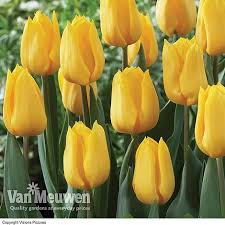 Check spelling or type a new query. Tulip Yellow Flight Van Meuwen
