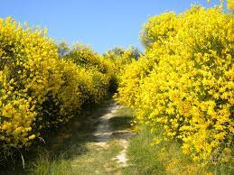 Un arbusto che ora presenta una ricchissima fioritura di grandi fiori gialli che contrastano così bene con il colore . Macchia Mediterranea Colli Euganei