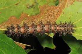 7 Stinging Caterpillars That Pack a Venomous Punch
