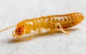 Right now there are about 50 companies in and around gastonia ready to help you with your septic tank services project. Termite Exterminator In Gastonia Nc Get Termite Control Today