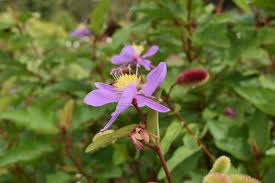 Image result for Clappertonia ficifolia