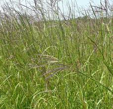 Image result for Andropogon