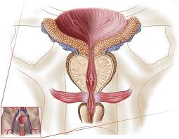 Image result for Prostate Anatomy