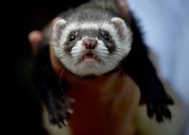 There are so many ferrets looking for forever homes and there is no greater feeling than knowing you saved an animal's life. What Brexit Could Mean For Your Ferret