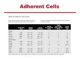 Check spelling or type a new query. Plant And Mammalian Tissue Culture Culture Systems And Aseptic Technique Ppt Download
