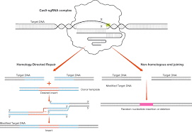1 biology answer key free pdf ebook download: Crispr Cas Gene Editing Teaching Resources Lse Bio Rad