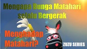 Menariknya, bunga matahari juga mempunyai perilaku yang khas, yaitu selalu menghadap ke arah matahari atau mulai dari terbit hingga terbenam, bunga ini akan terus menatap ke arah matahari bergerak. Mengapa Bunga Matahari Selalu Bergerak Menghadap Matahari Kumpulan Video Pengetahuan Anak Youtube