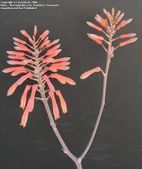 Image result for Aloe zebrina