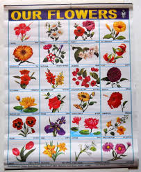 India Vintage School Chart Poster Print Our Flowers Chart