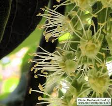 Image result for Phytolacca dioica