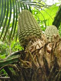 Image result for Micrococca capensis