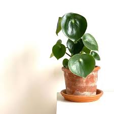Peperomia leaf propagation in water. Peperomia Polybotrya Care Guide Raindrop Indoor Home Garden