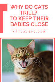Why Do Cats Trill Cats Cat Behavior Cat Mom