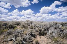What Type Of Environment Do Olive Trees Thrive In