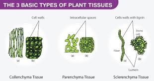 Maybe you would like to learn more about one of these? Parenchyma Cells Definition Structure Types Functions