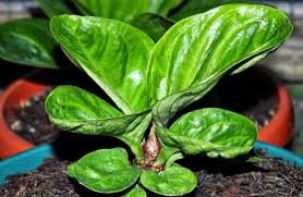 Walau sebagian orang hanya menikmatinya sebagai kepuasan dan hiburan, namun. Cara Budidaya Dan Memperbanyak Anthurium Dengan Teknik Penyilangan Pesona Bunga