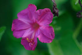 Maybe you would like to learn more about one of these? Mirabilis Jalapa Four O Clock Umbrella Wort Go Botany