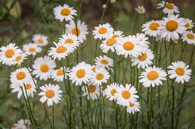 They are bright, desired, pleasantly smell. Beautiful Summer Flowers To Plant In Your Garden