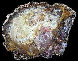 This agatized wood is some of the most colorful. Beautiful Hubbard Basin Petrified Wood Slab 13 5 Petrified Wood Wood Slab Wood For Sale