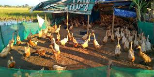 Maybe you would like to learn more about one of these? Mbah Hasyim 40 Tahun Ternak Itik Petelur Butuh Kandang Semi Permanen Kabar Seputar Muria