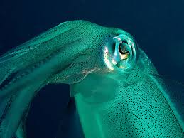 Check spelling or type a new query. Cumi Cumi Si Kecil Cerdas Dari Dalam Lautan Mongabay Co Id Mongabay Co Id