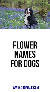 If you're looking for the. Flower Names For Dogs Female Dog Names Flower Names Dog Names