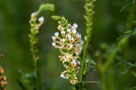 Image result for Hebenstretia