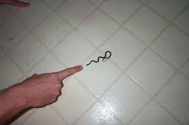 Baby Cottonmouths Look Like Worms So Make Sure You Look Before You Pick Up Best Way To Know If Its A Baby Cottonmouth Is To Baby Snakes Snake Removal Snake