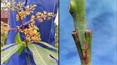 Cara cantuman baji pokok mangga oleh amatur kebun bandar загрузил: Cara Cantuman Baji Pokok Mangga Oleh Amatur Kebun Bandar Youtube