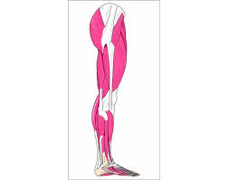 The muscles of the leg anatomy chart shows in every possible view the way that the muscles and other pieces of the leg work together in motion and flexibility. Leg Muscle Labeling