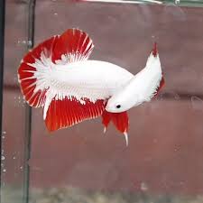 Top view feeding 3rd act: Fishplay Red Platinum Dragon Bubblenest Bettas