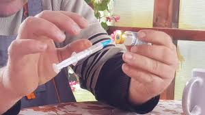 Hrana puilor o constituie faina de cereale (grau, porumb) sau furajele speciale care se gasesc in comert. Vaccin Iepurii De Secuiesc RaÈe Pui Pui De GÄinÄ Èi De PiticÄ Youtube