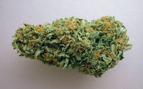 This is simple to determine, though. How To Grow Huge Cannabis Buds Potent