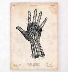 Image result for Hand Anatomy