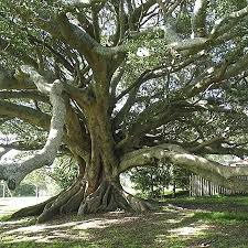 Image result for Ficus obliqua