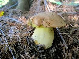 Image result for Boletus speciosus