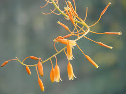 Image result for Aloe ballii