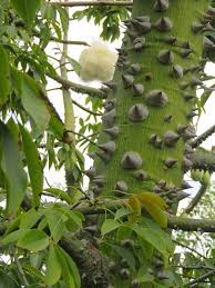 A healthy tree cannot bear bad fruit, nor can a diseased tree bear good fruit. Ceiba Speciosa Silk Floss Tree Lifelessons A Blog By Judy Dykstra Brown