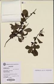 Image result for Terminalia boivinii