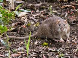 Wie kann man ratten im garten vorbeugen? Ratten Vertreiben So Werden Sie Die Lastigen Schadlinge Los Liebenswert Magazin