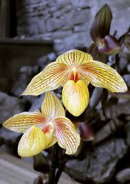 Image result for Habenaria pasmithii