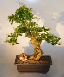 Choose your indoor bonsai tree delivery date at the checkout; Flowering Fukien Tea Bonsai Tree