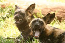 African Wild Dogs Wild Dogs African Wild Dog Animals Wild